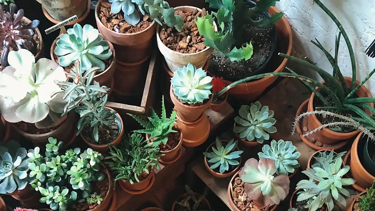 10 Perfect Plants for Pallet Gardens 1 Succulents pallet gardening