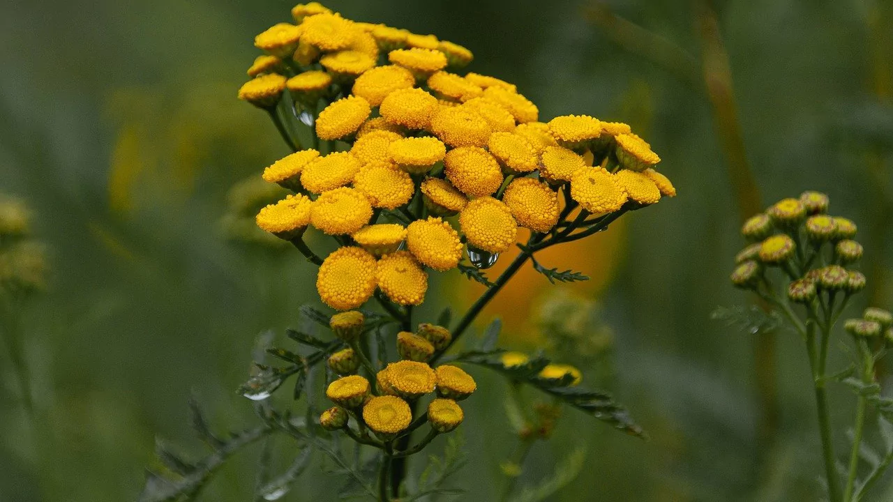 Plants That Repel Flies: Natural Solutions for a Bug-Free Garden 4 Tansy