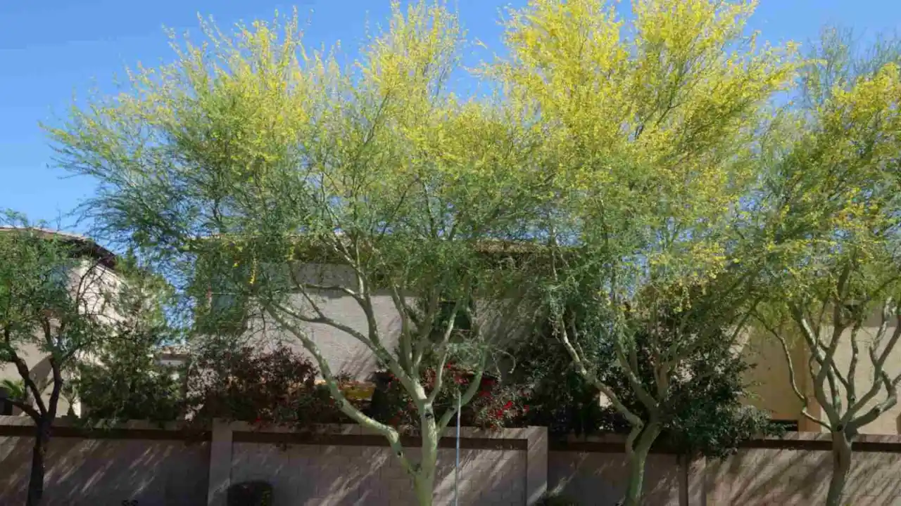 The Sonoran Palo Verde tree
