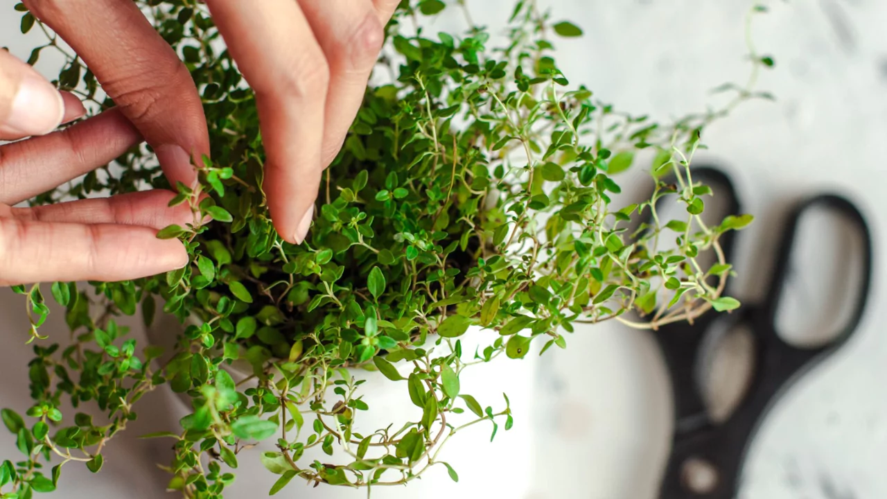 How to Propagate Thyme from Cuttings in Water