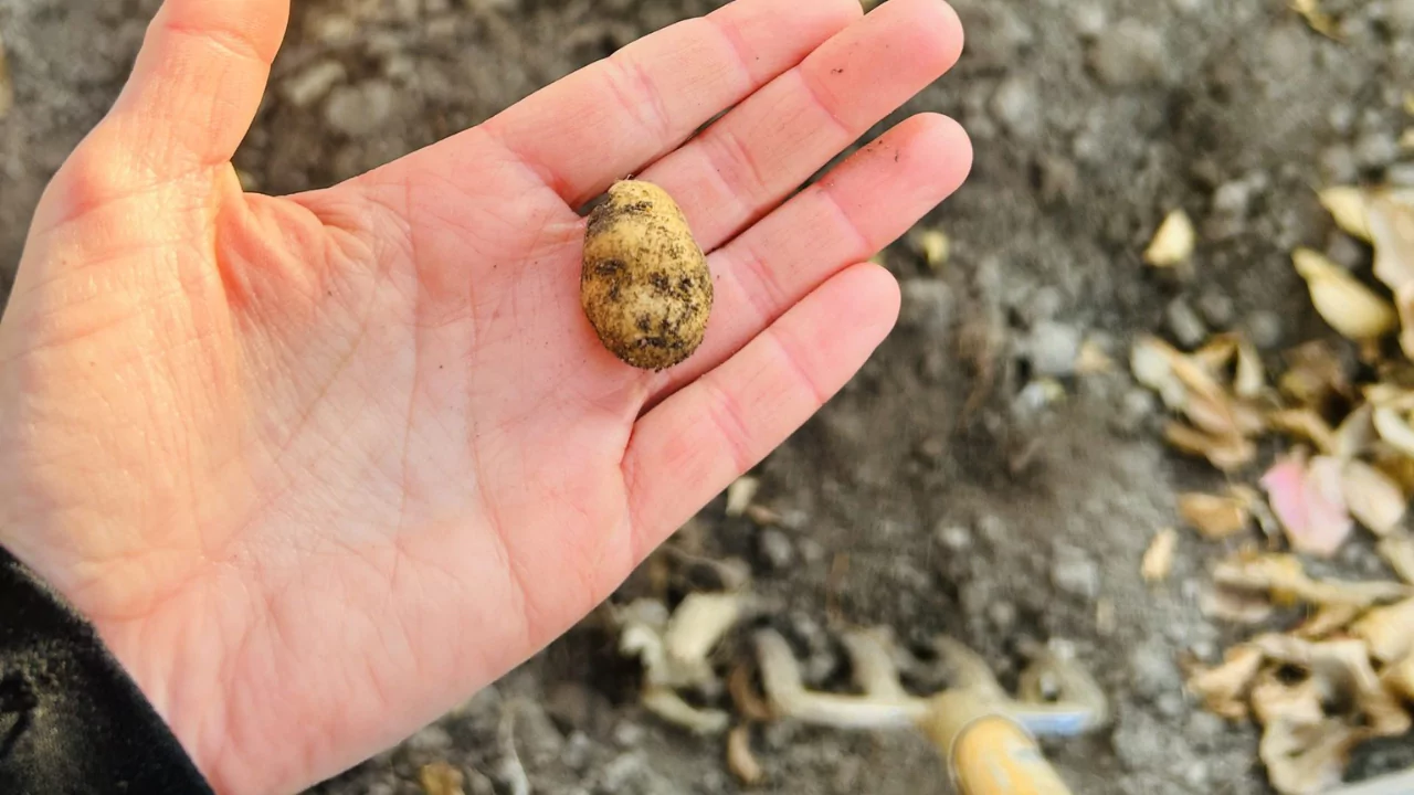 Grower’s Guide for Potatoes In Utah 5 Tiny potatoes