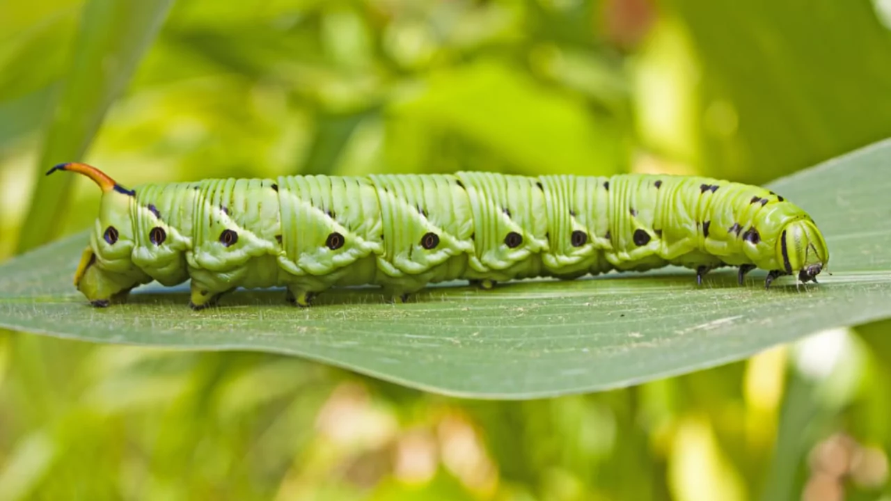 Where Do Tomato Hornworms Come From? 1 Tomato hornworm larve