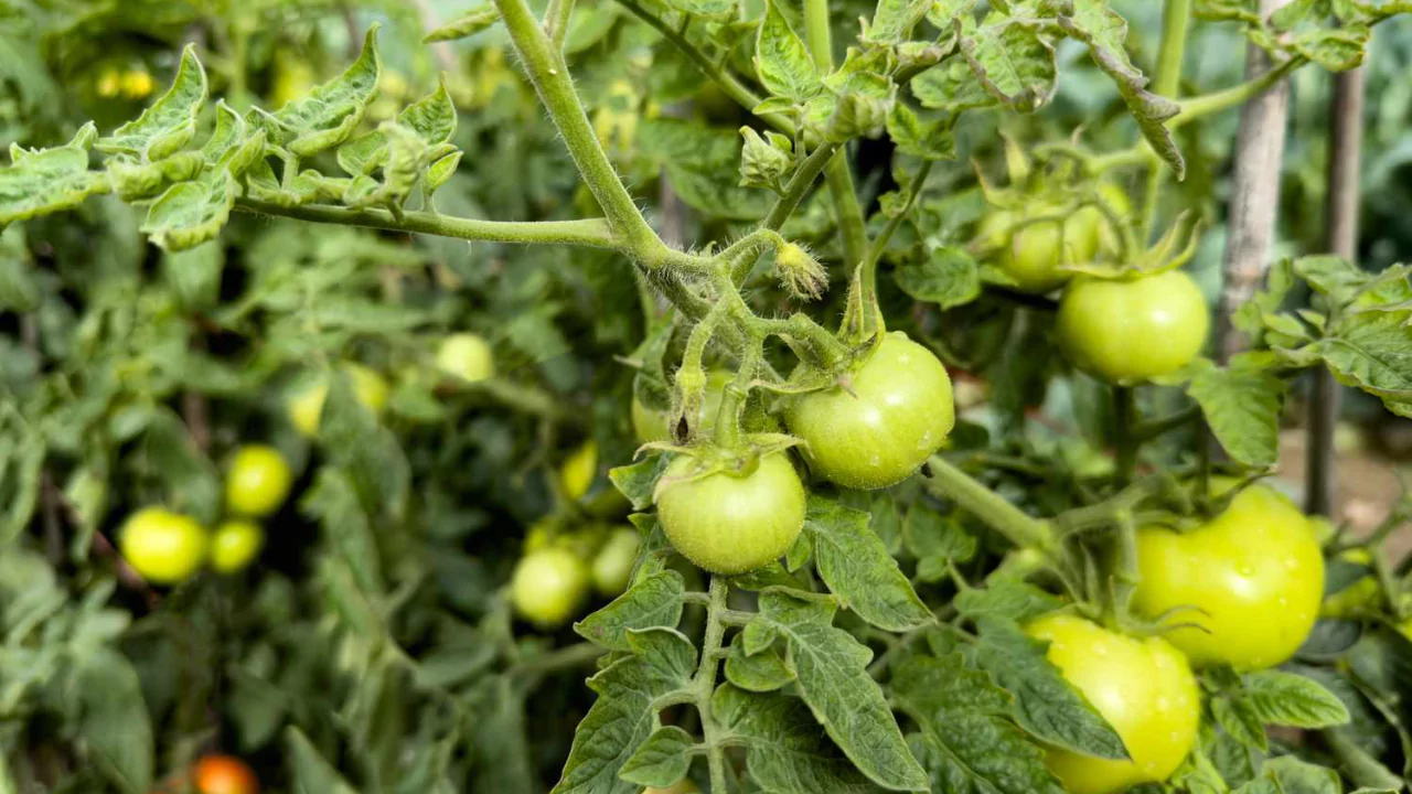 How Many Tomato Seeds Per Hole: How to Grow Tomatoes 5 Tomatoes