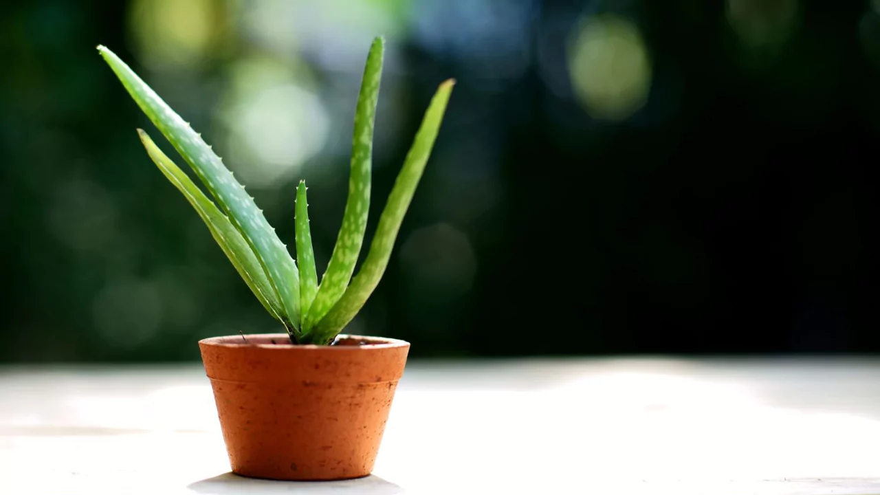 How Fast Does Aloe Vera Grow? 2 Type of pot for Aloe Vera