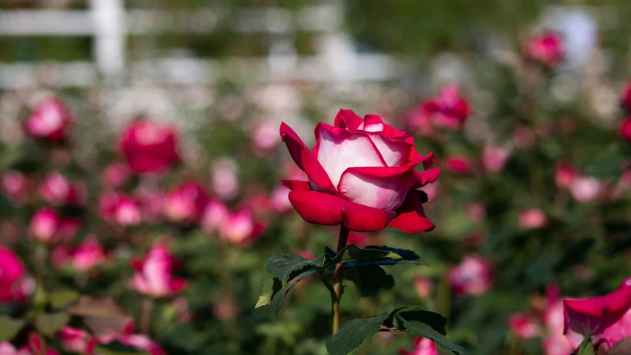 Osiria Rose Care Guide
