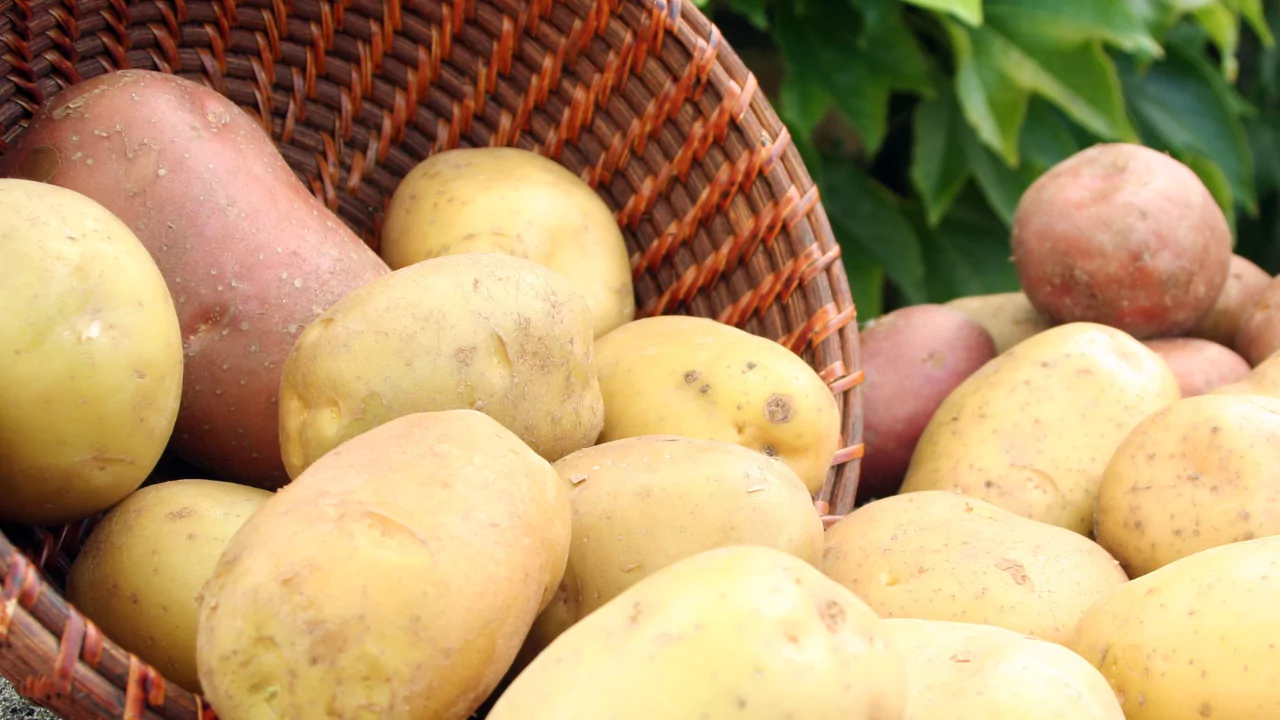 Grower’s Guide for Potatoes In Utah 3 Types of potatoes
