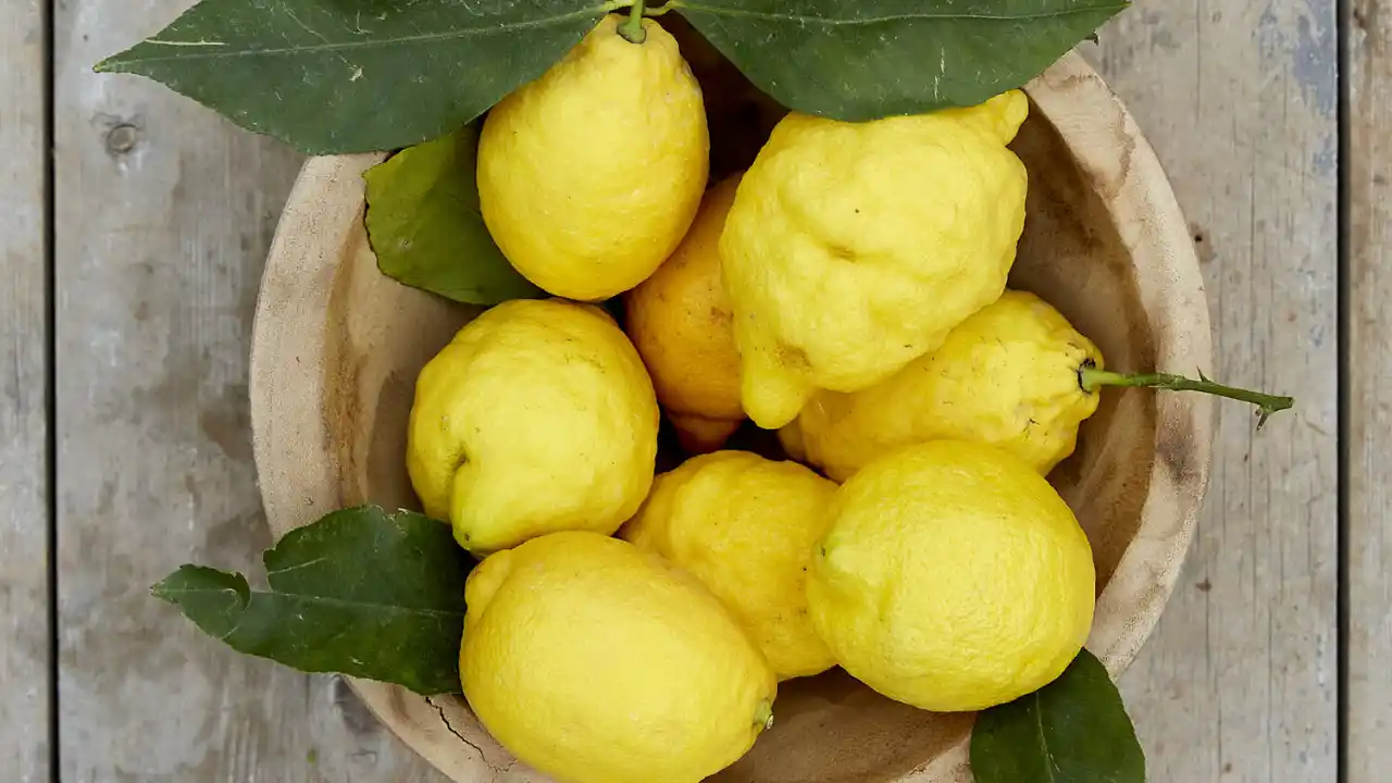 Are Organic Lemons Waxed? 2 Un waxed organic lemon