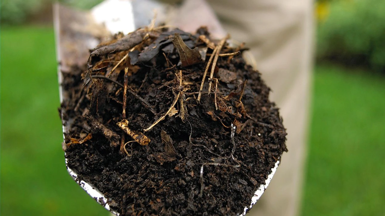 Can I Use Compost for Overseeding? 1 Use compost