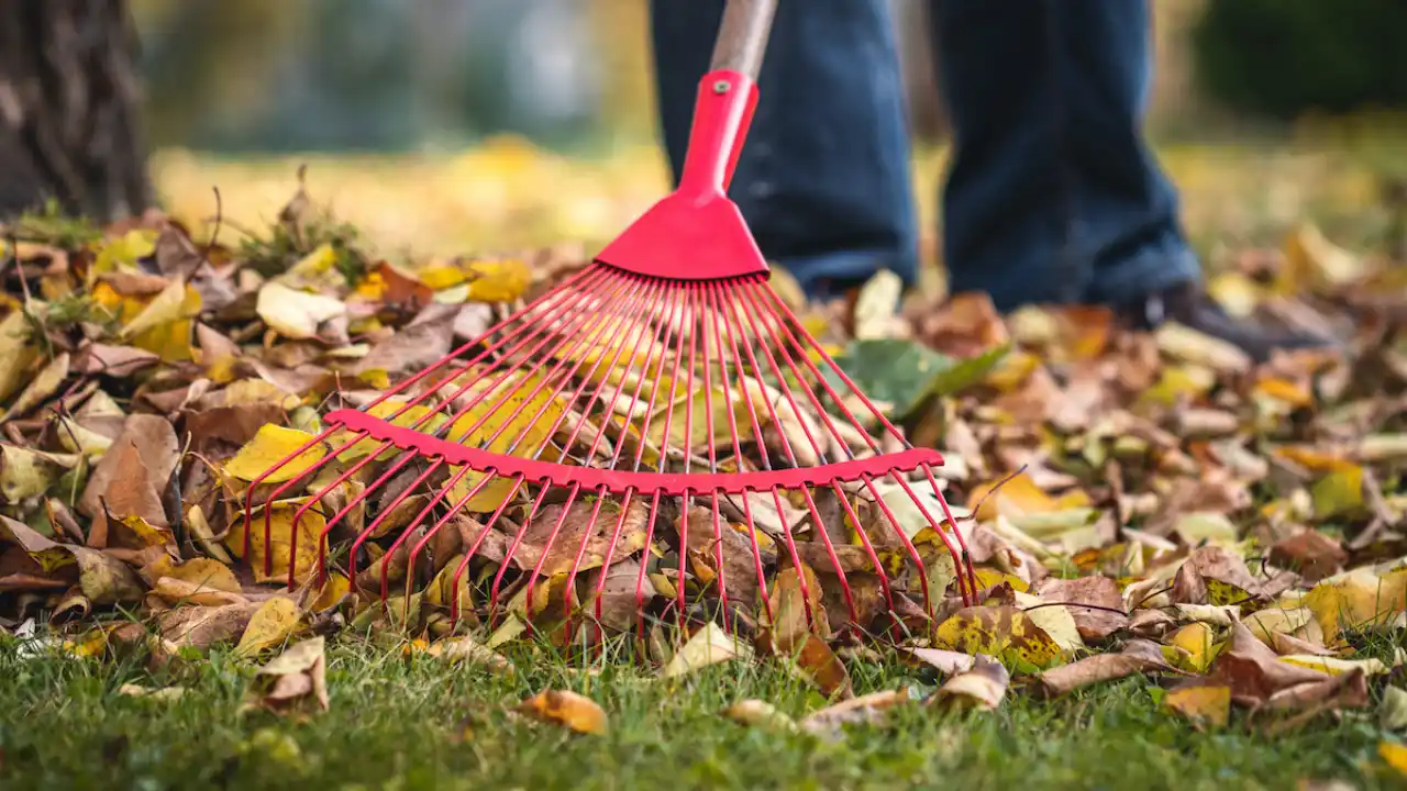 Can I Use Compost for Overseeding? 4 Use garden rake