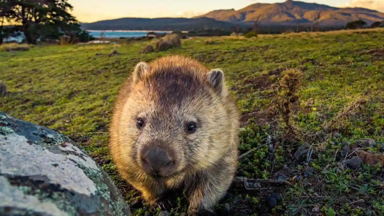 Do Wombats Like to be Petted? 3 Vicious