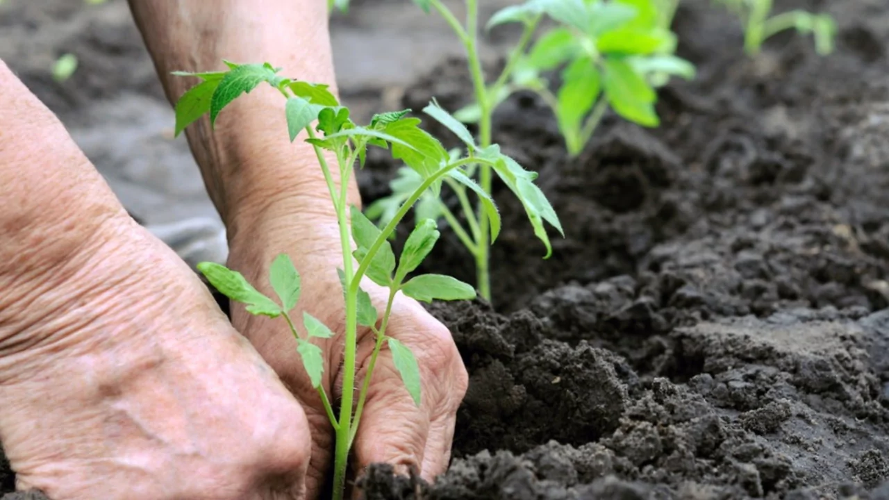 How Many Tomato Seeds Per Hole
