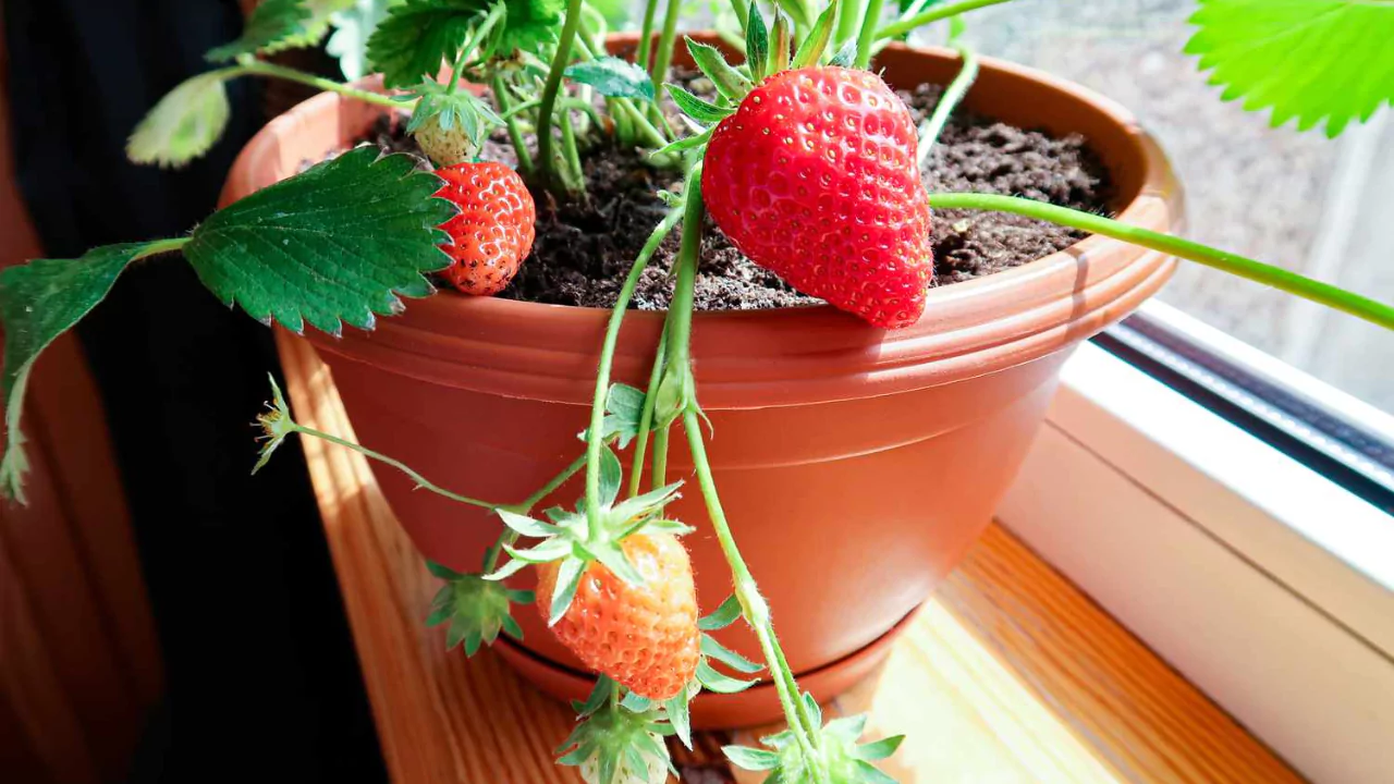 7 Best Strawberry Planters and Pots