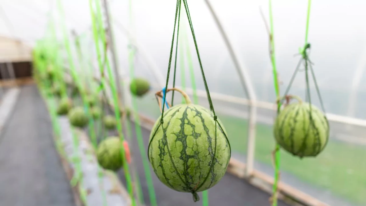 How to Grow Hydroponic Watermelon the Right Way 3 Watermelon in hydroponics
