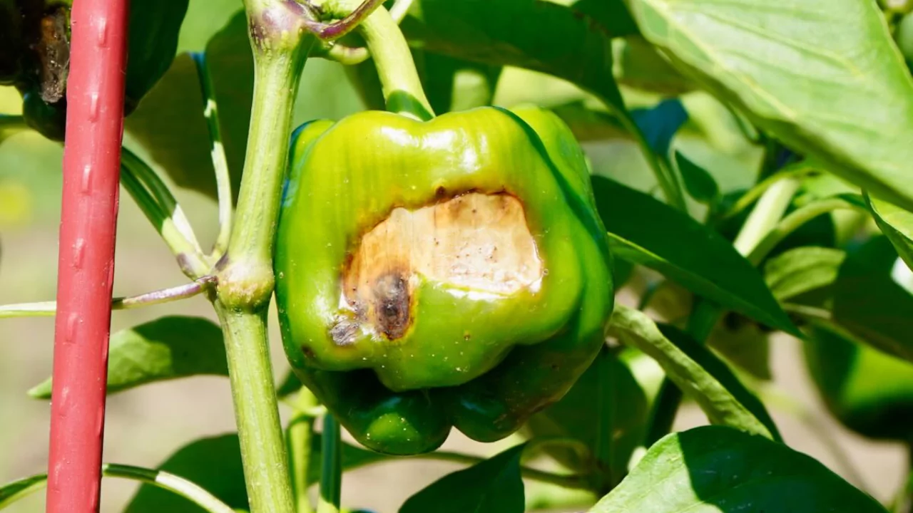 Brown Spots on Bell Peppers