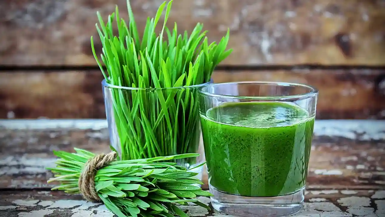 What to Do with Wheatgrass after Cutting