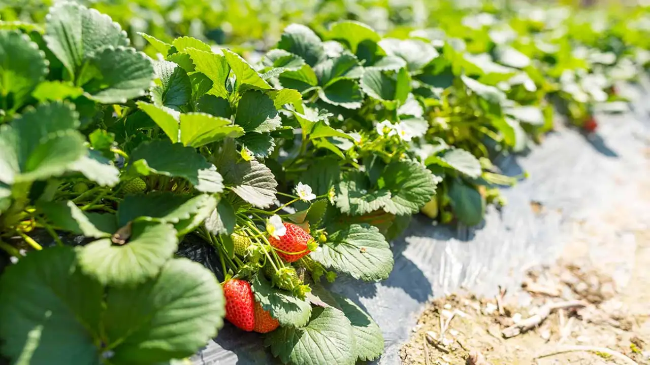 Where should you plant strawberries