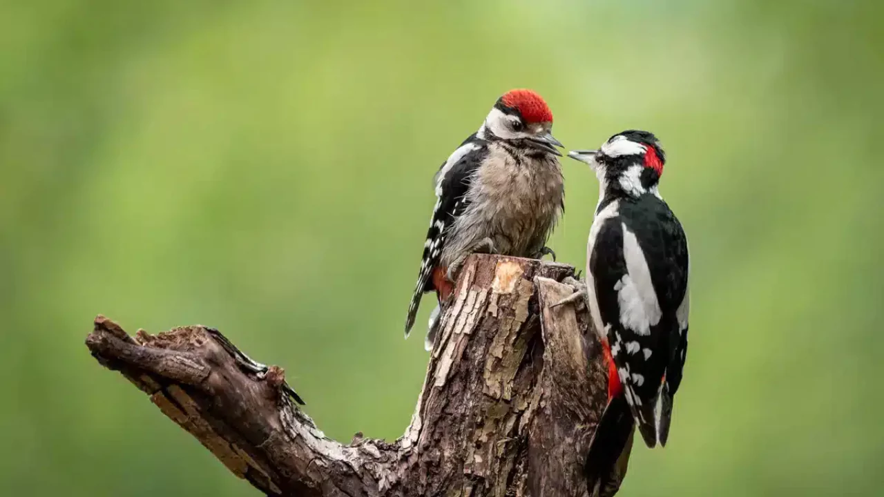 Everything You Need To Know About Woodpeckers In Wisconsin 2 Woodpecker Behavior And Characteristics