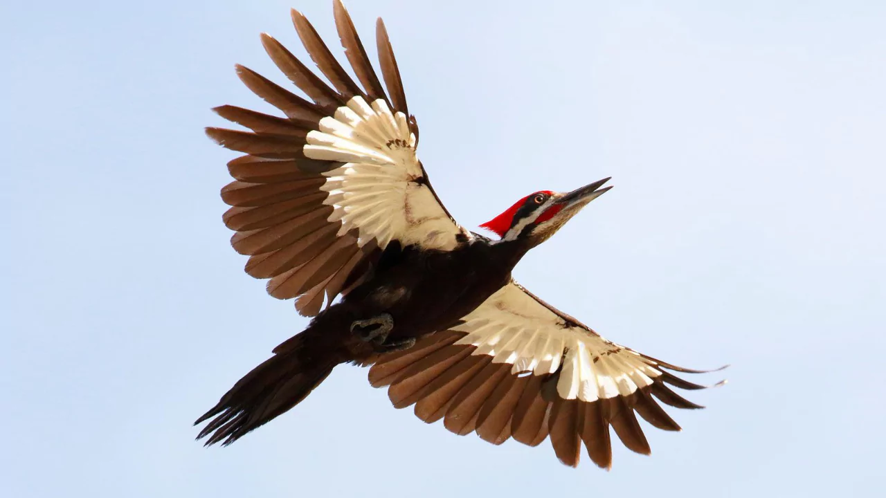 Everything You Need To Know About Woodpeckers In Wisconsin 4 Woodpecker Conservation and Protection