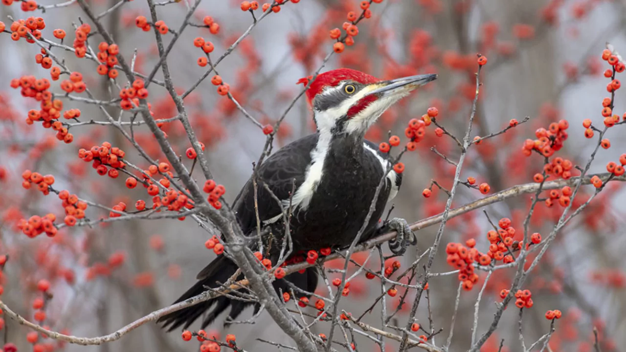 Everything You Need To Know About Woodpeckers In Wisconsin 3 Woodpeckers And Their Role In Ecosystems