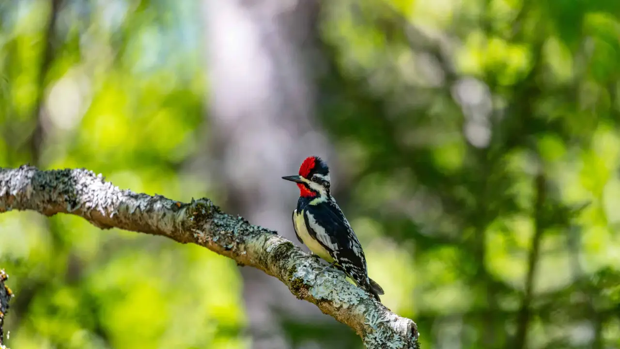 Everything You Need To Know About Woodpeckers In Wisconsin 11 Yellow bellied Sapsucker