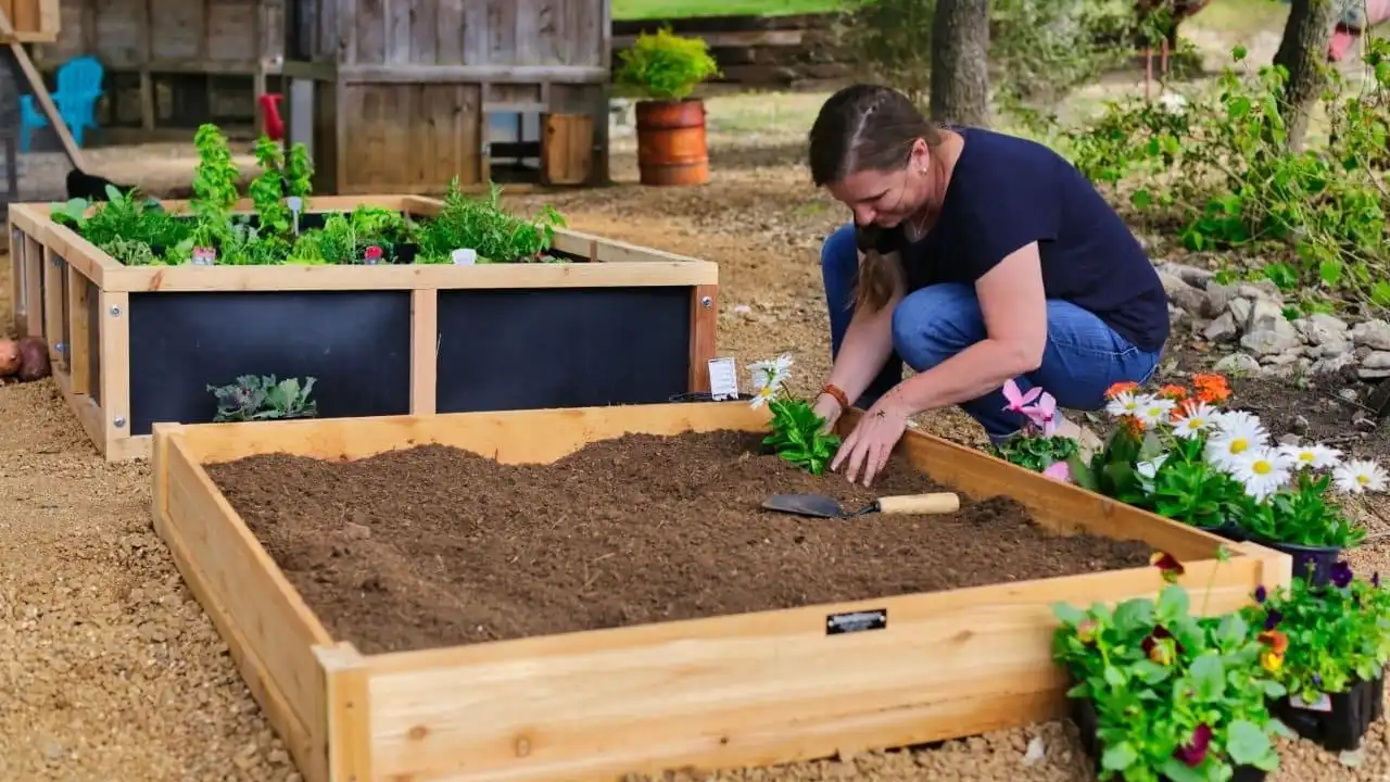 Best Wood For Raised Garden Beds 3 Yew