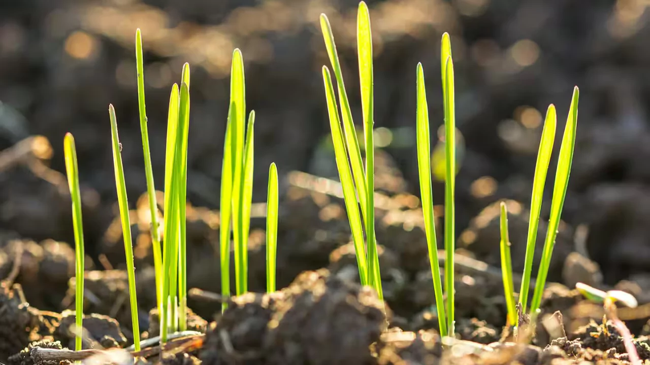 Young grass