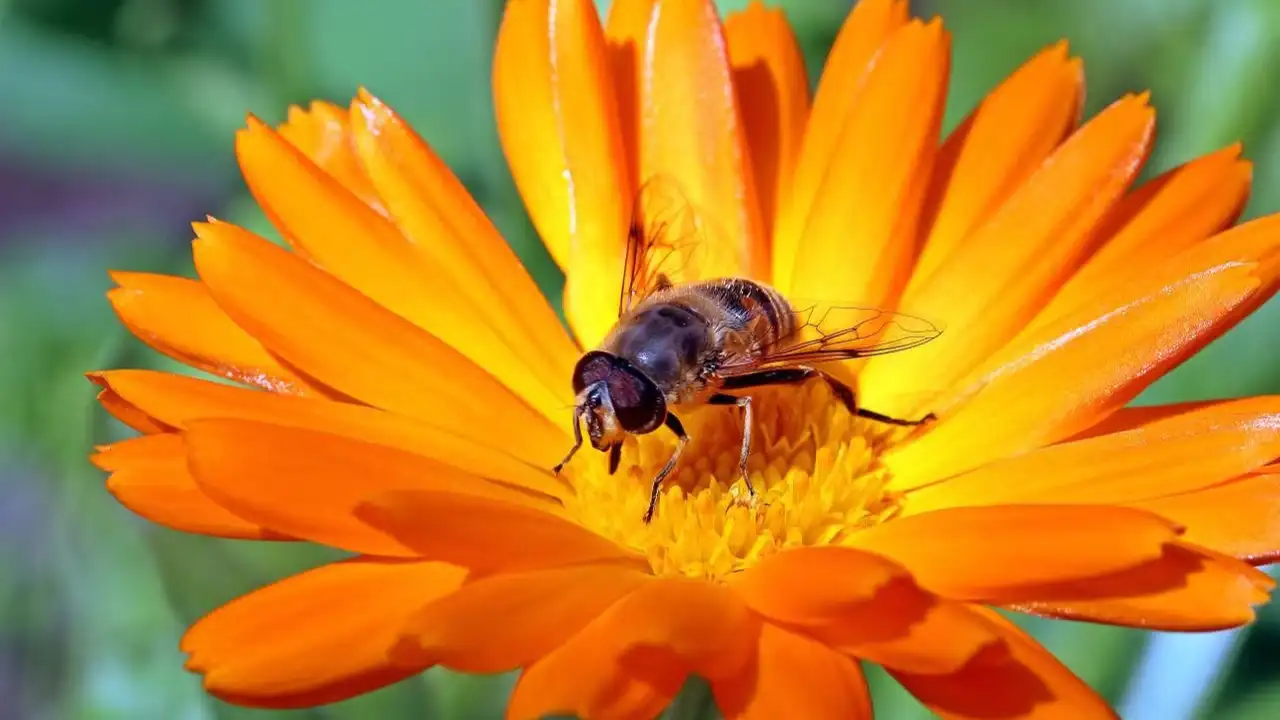 Can You Keep Bees In a Greenhouse