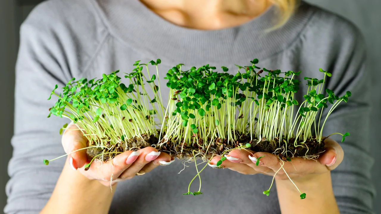 5 Bean Sprouter Kits For Home Growing