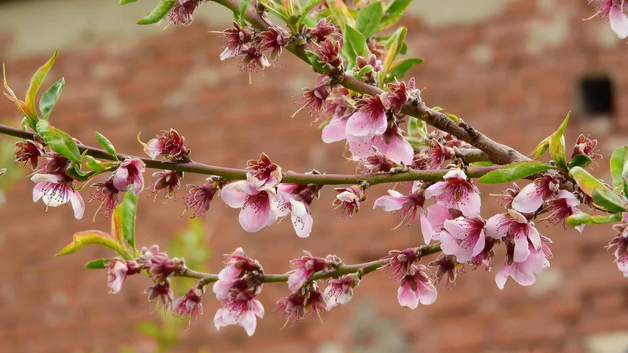 Can you Grow Peach Trees Indoors? (All you need to know) 2 dwarf peach trees