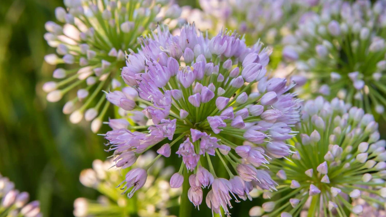 Why Do Some Onions Have Flowers And Some Don’t
