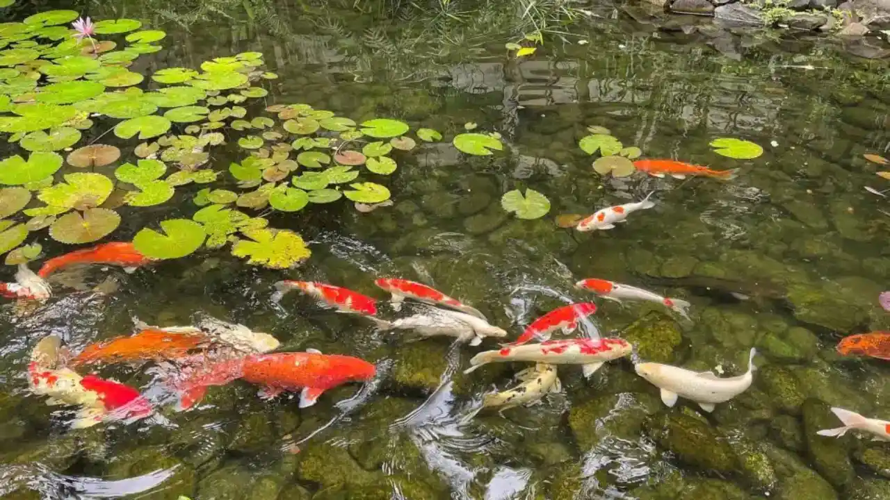 Can You Feed Pond Fish Bread Or Bread Crumbs? 3 healthy fish pond