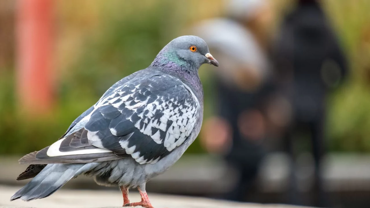 What to Do with an Injured Pigeon in Your Backyard? 5 pigeon