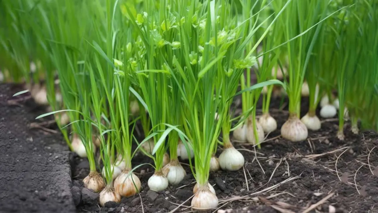 Why Do Some Onions Have Flowers And Some Don’t? 4 prevent onions from flowering