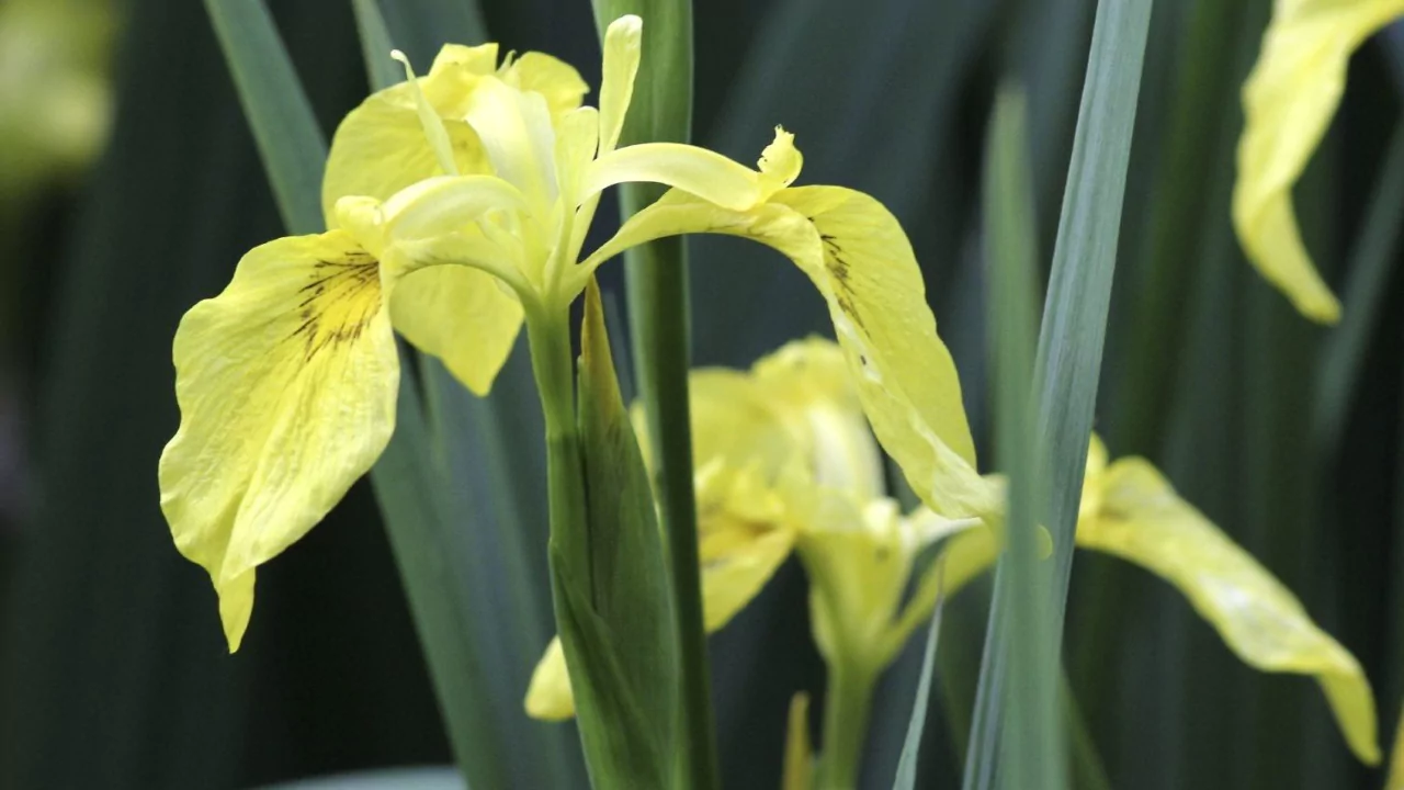 11 Plants That Absorb Water