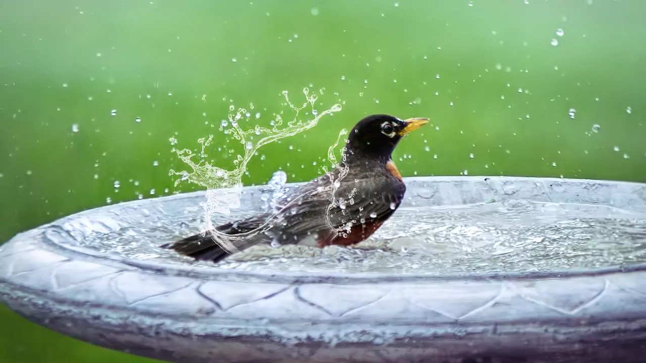 Is Your Bird Bath Too Deep – Will Birds Drown? 2 A birdbath can be too deep
