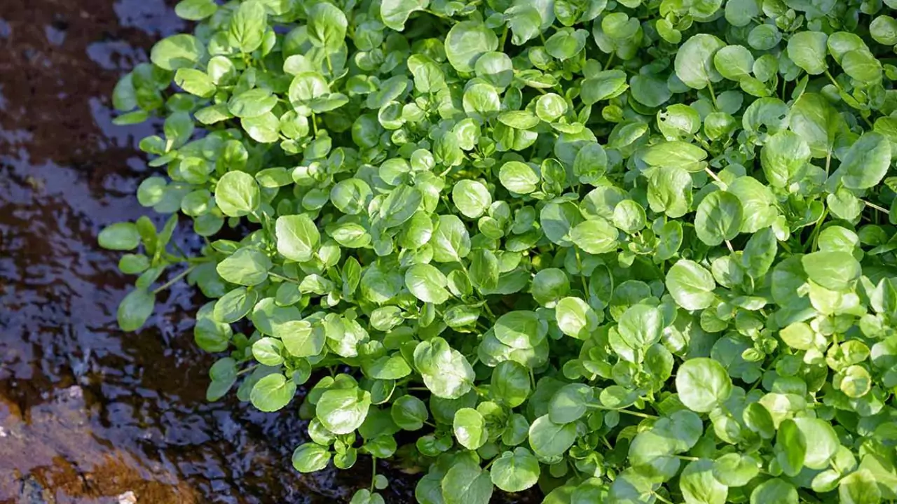 Grower Guide for Watercress Without Soil 1 About watercress