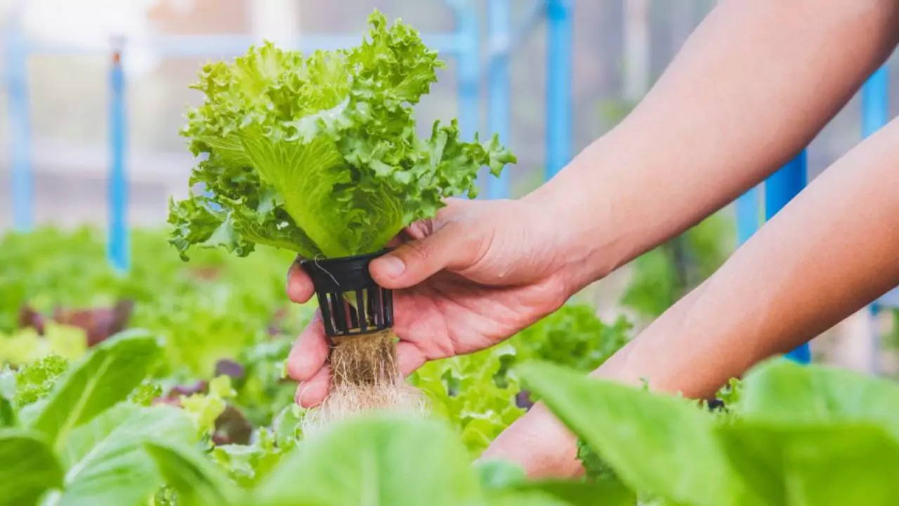 What Temperature Water Should Aeroponics Be