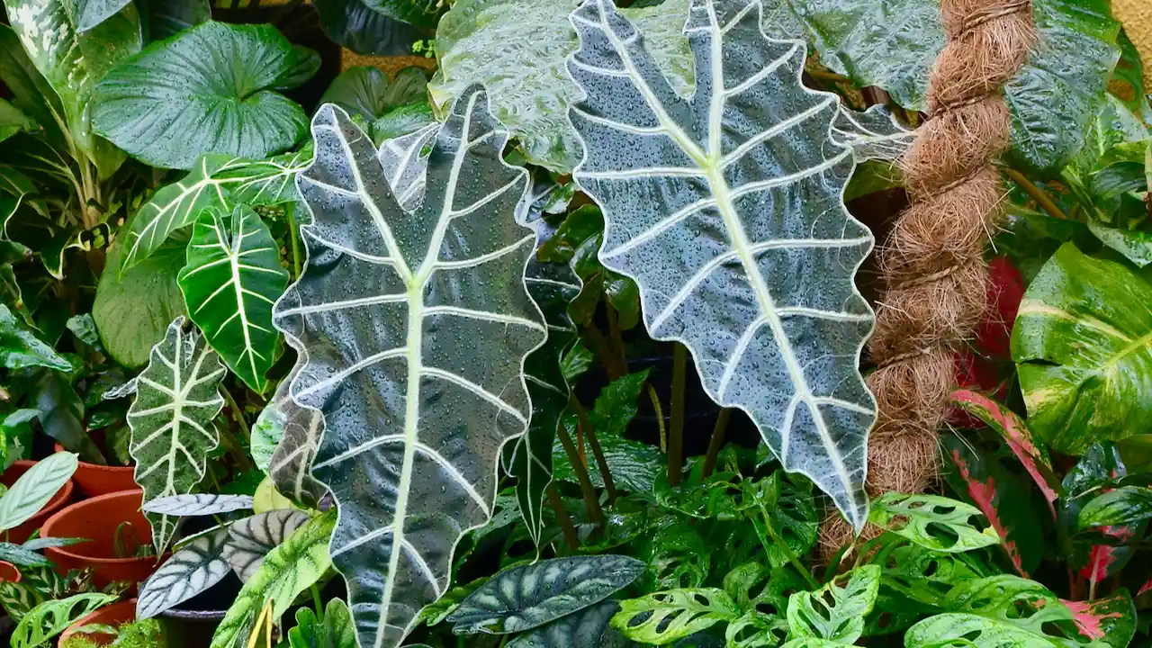 13 Indoor Plants with the Biggest Leaves 9 African Mask plant