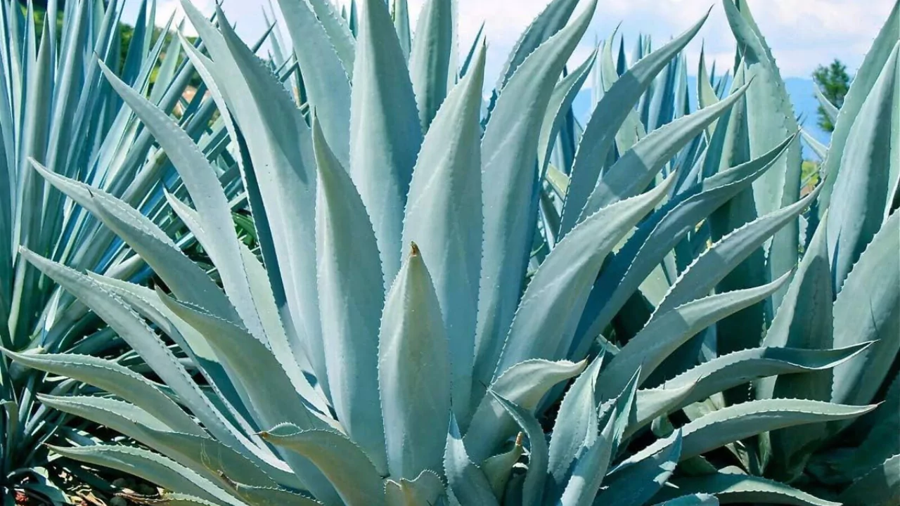 10 Beautiful Large & Tall Succulents for Home and Garden 1 Agave 1