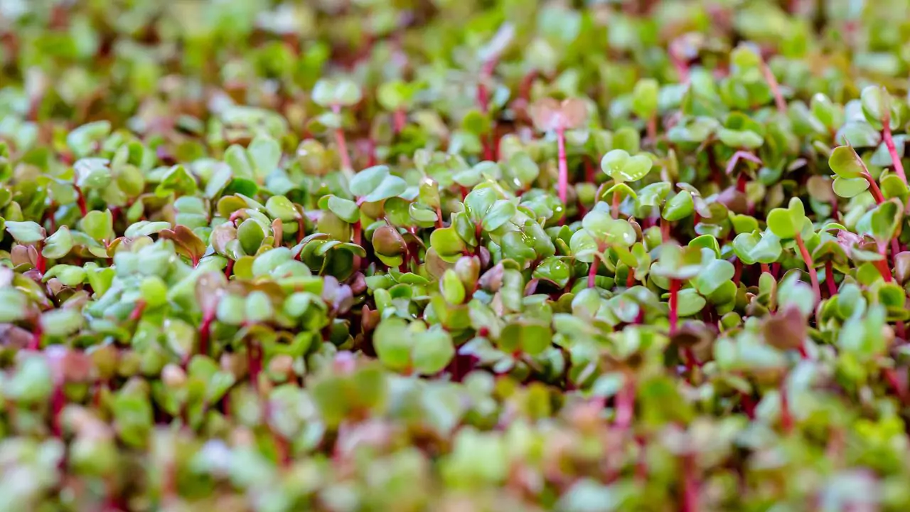 How to Grow Alfalfa Microgreens? 1 Alfalfa microgreens tips
