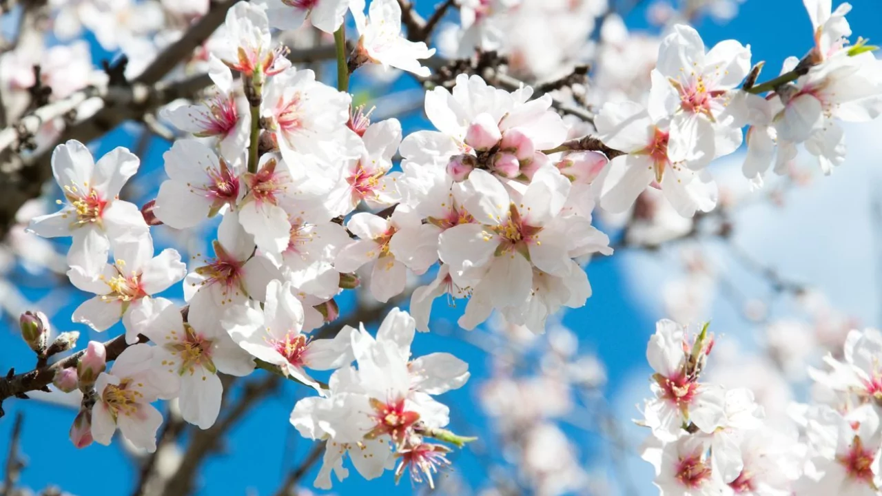 11 Trees That Look Just Like Japanese Cherry Blossom 8 Almond tree
