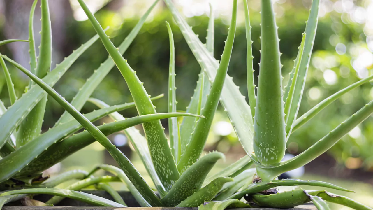 10 Beautiful Large & Tall Succulents for Home and Garden 10 Aloe Vera