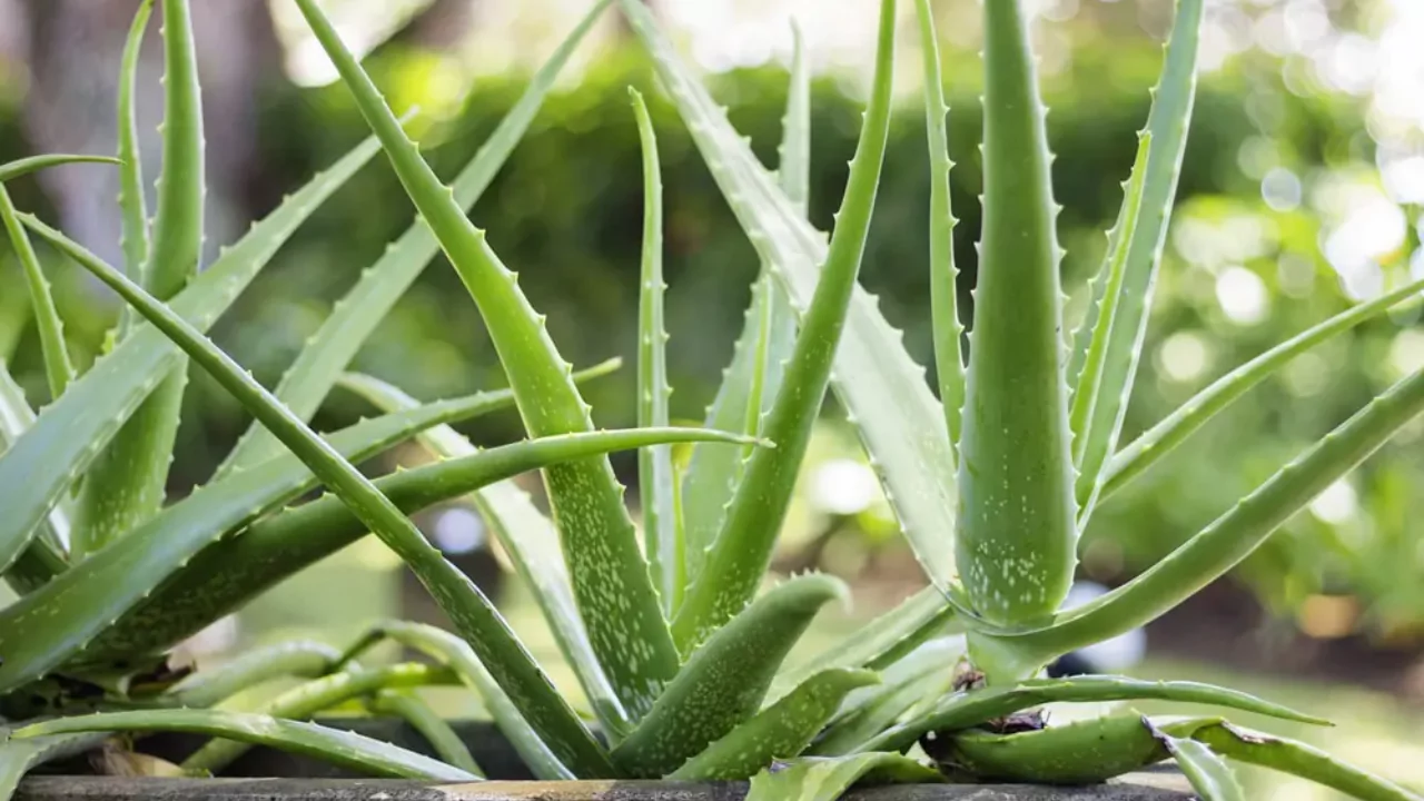 Aloe