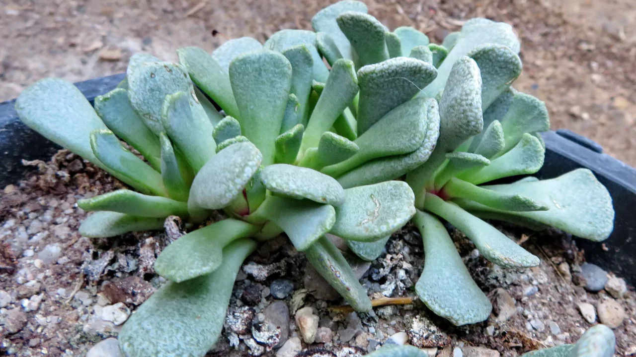 Aloinopsis