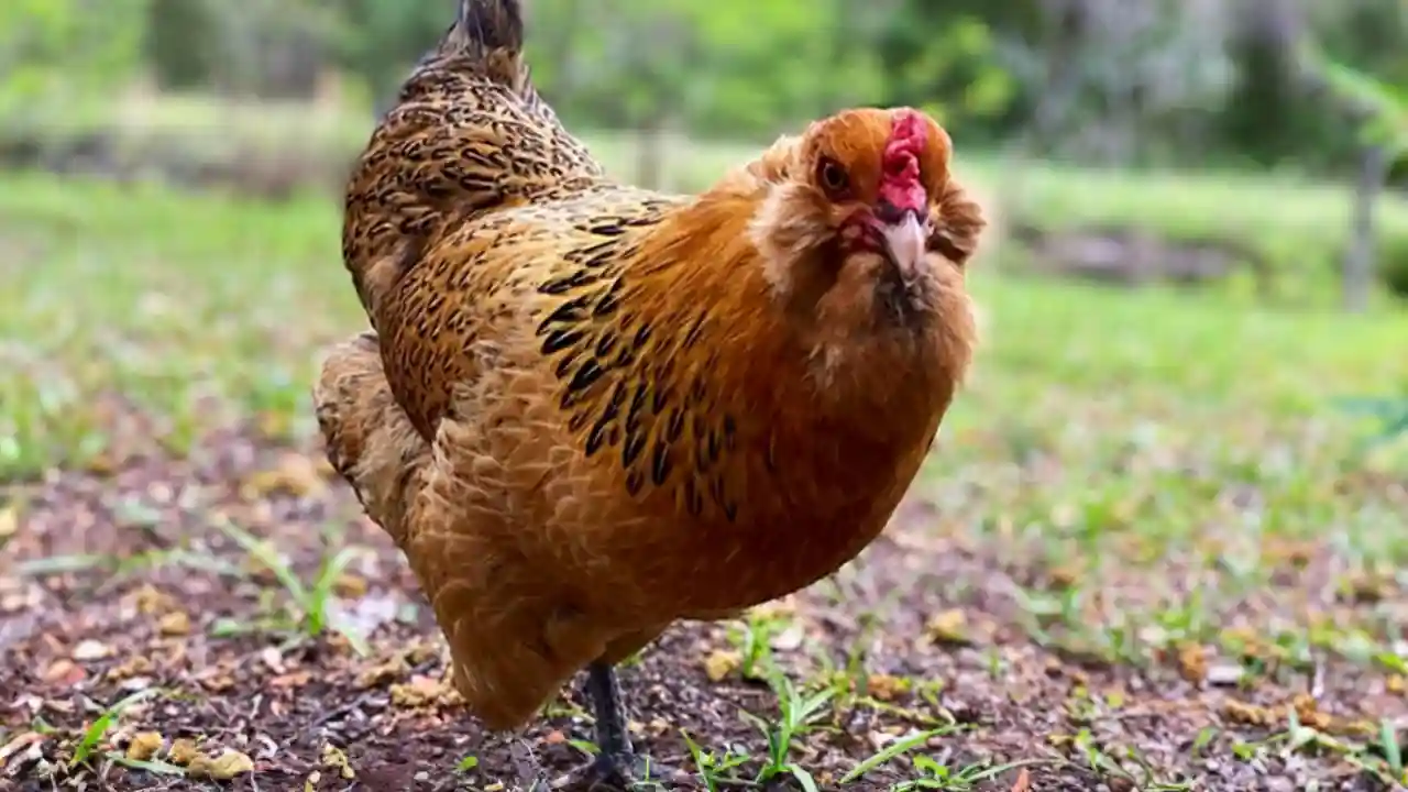 Which Chickens Lay Colored Eggs? 3 Ameraucana