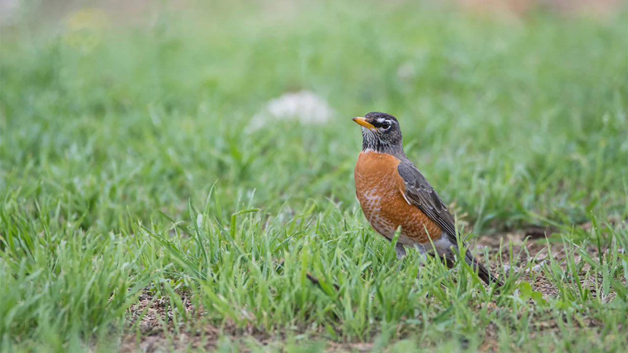 12 Backyard Birds of Ohio 3 American Robin 1