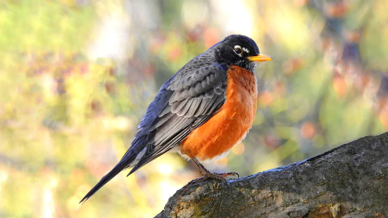 Ways to Protect Fruit Trees from Birds