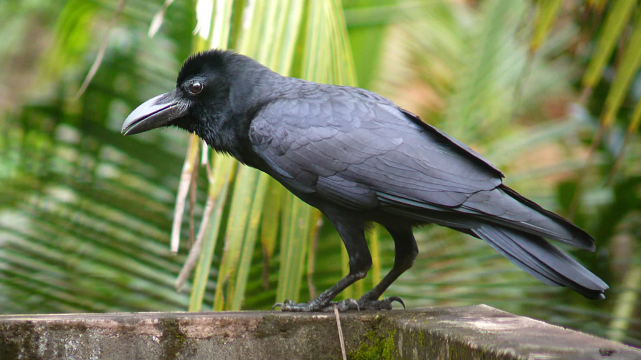 12 Backyard Birds of Ohio 9 American crow