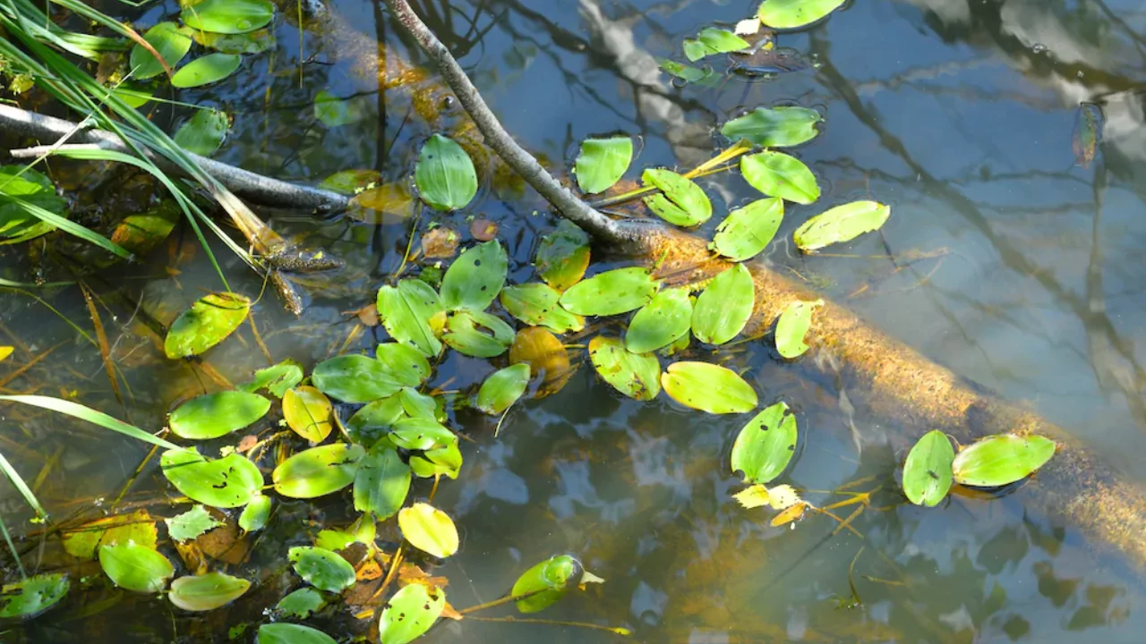How To Fill A Pond With Water (Complete Guide) 8 American pondweed 1
