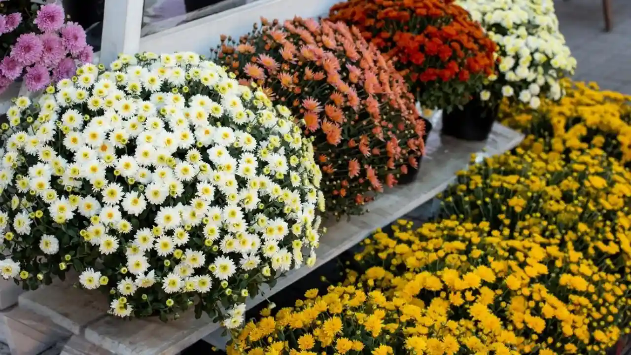 Do Plants Die of Old Age? Everything You Need to Know 6 Annuals and perennials Chrysanthemums